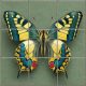 Ceramic tile mural - forget-me-not 
