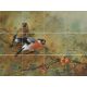 Ceramic tile mural - birds -Bullfinch 