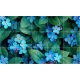 Forget-me-not ceramic tile mural for romantic interiors