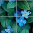 Ceramic tile with Forget-me-not pattern