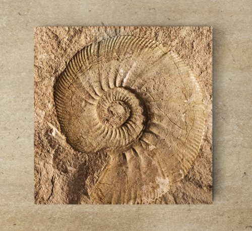 Ammonitesz - dekorcsempe