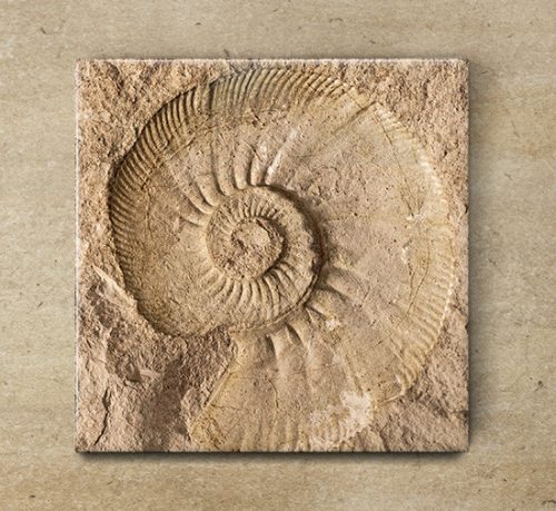 Ammonitesz - dekorcsempe