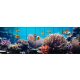 Tile mural - coral reef IV.