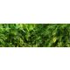 Dense green jungle with palm leaves and ferns – tropical tile mural