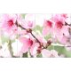 Ceramic tile mural - Sakura 