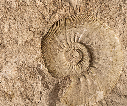 Ammonites - wallpaper