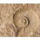 Ammonites - wallpaper