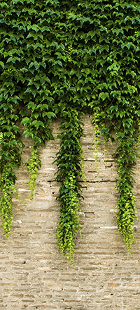 Hanging ivy - wallpaper