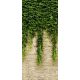 Hanging ivy - wallpaper