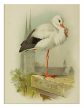 Tile trivet - birds -White Stork 
