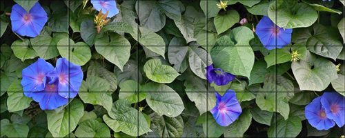 Ceramic tile mural - Morning glory