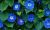 Ceramic tile mural with blue morning glories and rich green leaves