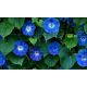 Ceramic tile mural with blue morning glories and rich green leaves