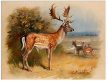 Tile mural - wildlife -set of 5 pcs 