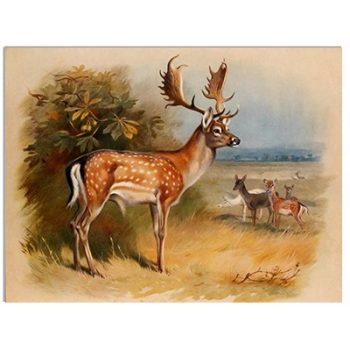 Tile mural - wildlife -set of 5 pcs