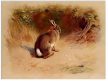 Tile mural - wildlife -set of 5 pcs 