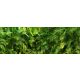 Dense green jungle with palm leaves and ferns – tropical tile mural