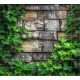 Ceramic tile mural - Ivy on stone wall