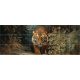 Tile mural - wildlife -tiger II. 