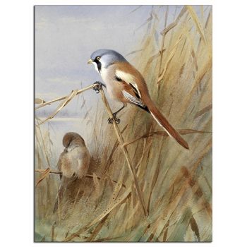 Tile trivet - birds -tit 