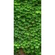 Ceramic tile mural - Ivy