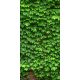 Levél mintás csempe - vadszőlő (180x90cm)