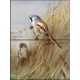 Tile mural - birds -tit 