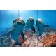 Tile mural - water world - curious dolphins 