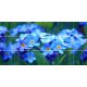 Ceramic tile mural - forget-me-not 