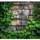 Ceramic tile mural - Ivy on stone wall