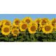 Ceramic tile mural - sunflowers 