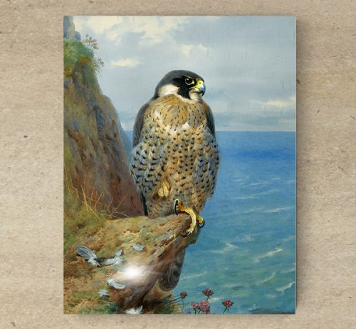 Ceramic tile mural - birds -Falcon falcon 
