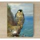 Ceramic tile mural - birds -Falcon falcon 