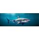 Tile mural - water world - Great White shark