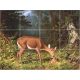 Tile mural - wildlife -Deer 