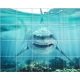 Tile mural - water world - Great White shark