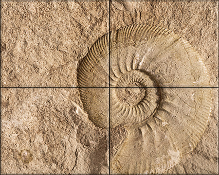 Ceramic tile mural - ammonites fossil