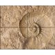 Ceramic tile mural - ammonites fossil