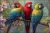 Three colorful parrots on blooming branch – tropical-themed tile mural