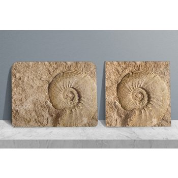 Ammonites - kitchen set