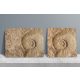 Ammonites - kitchen set
