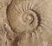 Ammonites - kitchen set