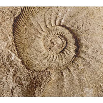 Ammonites - kitchen set