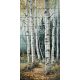 birch forest path with white trunks – ceramic tile mural