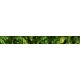 Dense green jungle with palm leaves and ferns – tropical tile mural