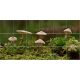 Ceramic tile mural - mosses and mushrooms 