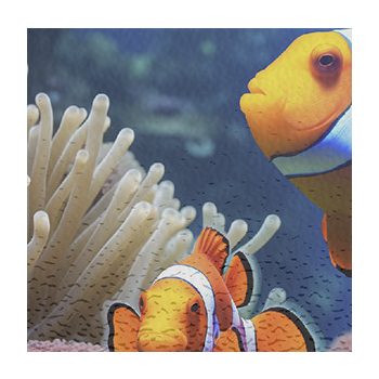 Coral reef - kitchen set
